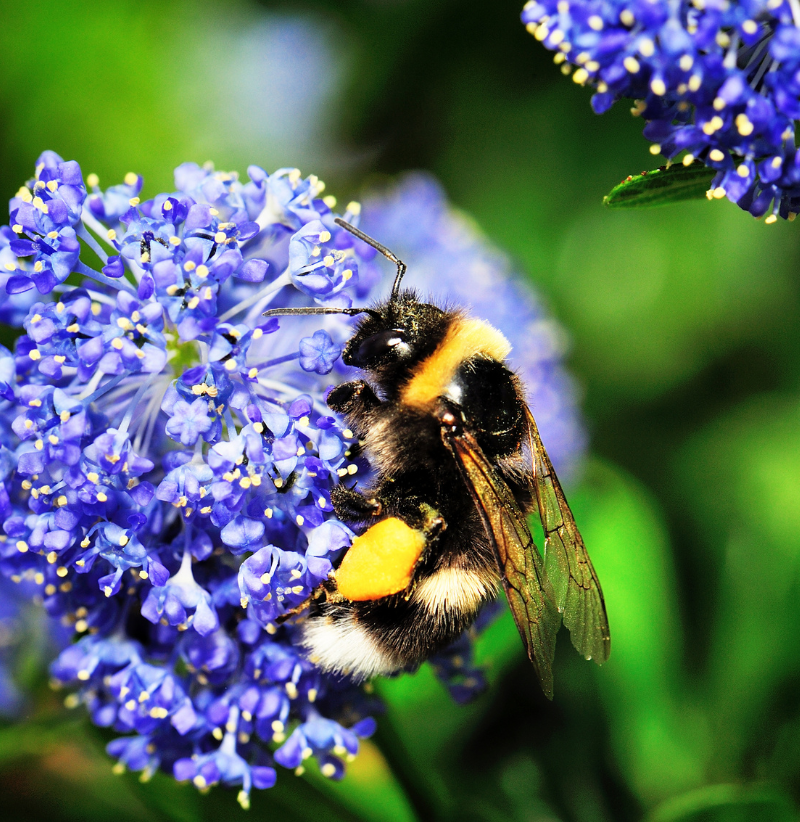 Bourdon sur une fleur